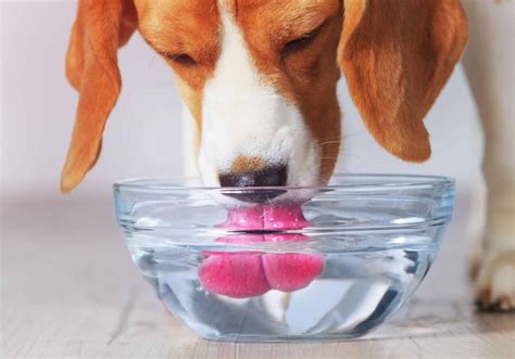 Dog Throwing Up After Drinking Water? Common Causes ...